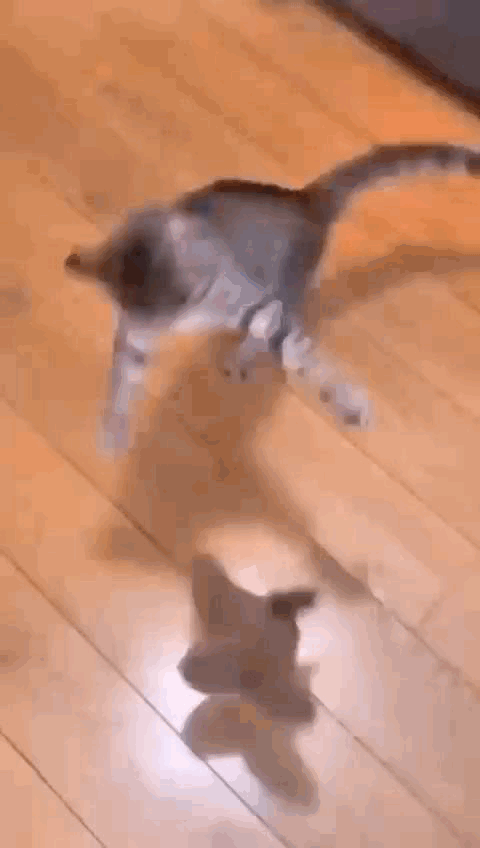 Pet Pássaro Brinquedo Interativo de Pelúcia que simula a caça - Deixe seu pet feliz e ativo, mesmo quando você estiver fora! 🐶😺