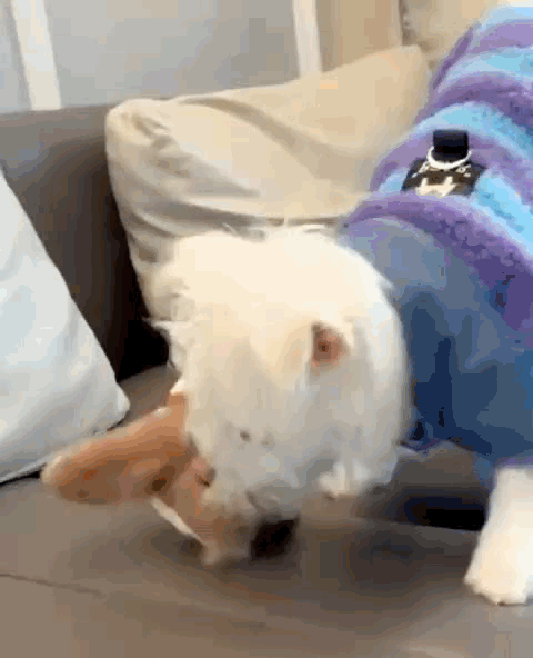 Pet Pássaro Brinquedo Interativo de Pelúcia que simula a caça - Deixe seu pet feliz e ativo, mesmo quando você estiver fora! 🐶😺