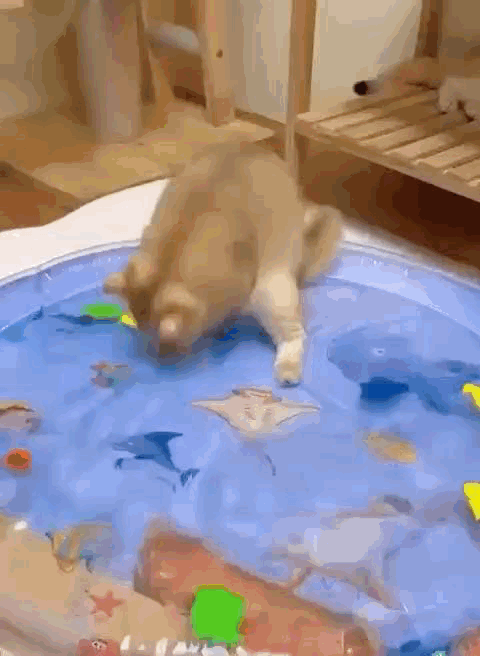 Tapete de Água Interativo - Diversão Garantida para seu Pet! 🐶😺